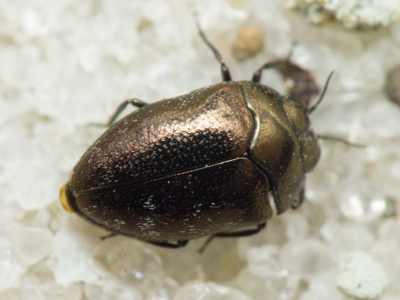 Trachys phlyctaenodes Kolenati, 1846